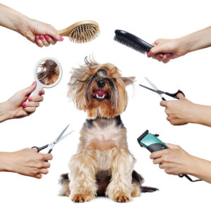 Pet Grooming Services