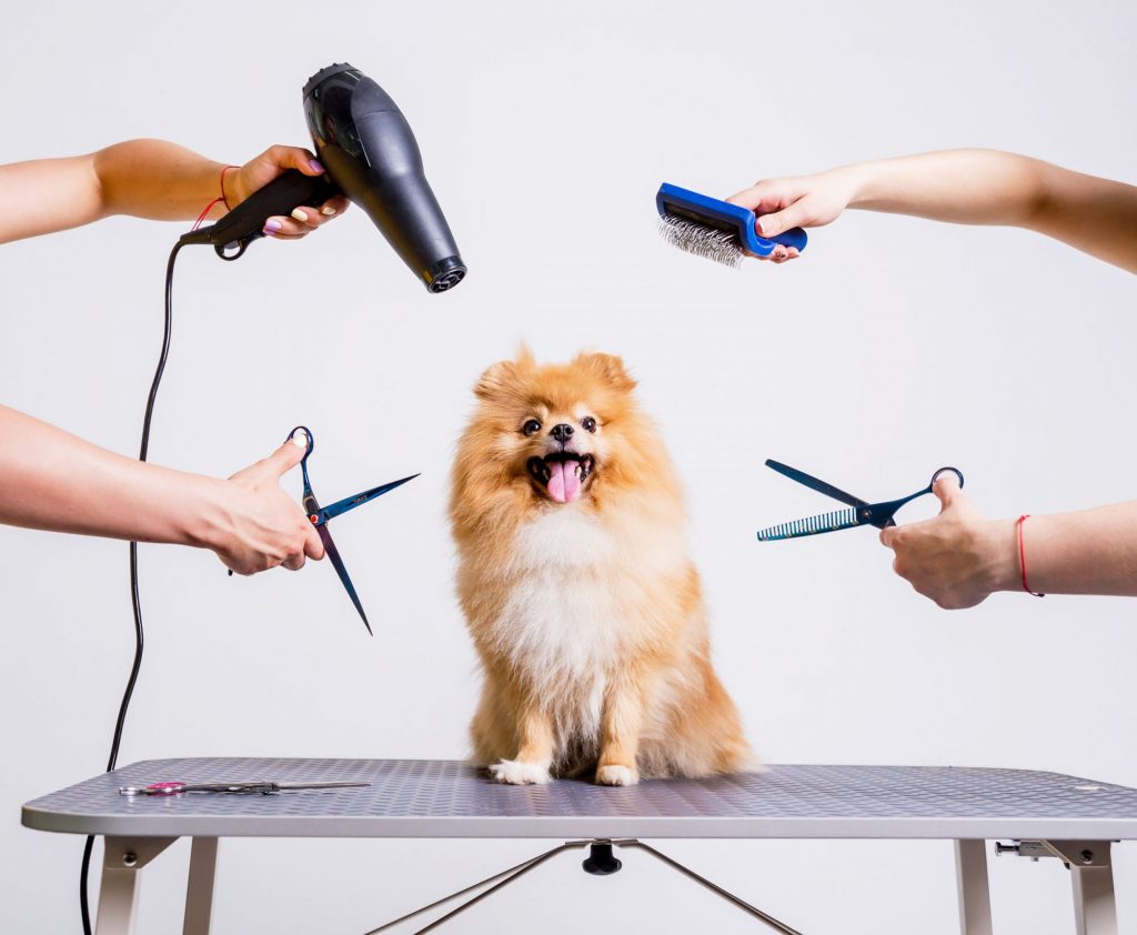 Pet Grooming